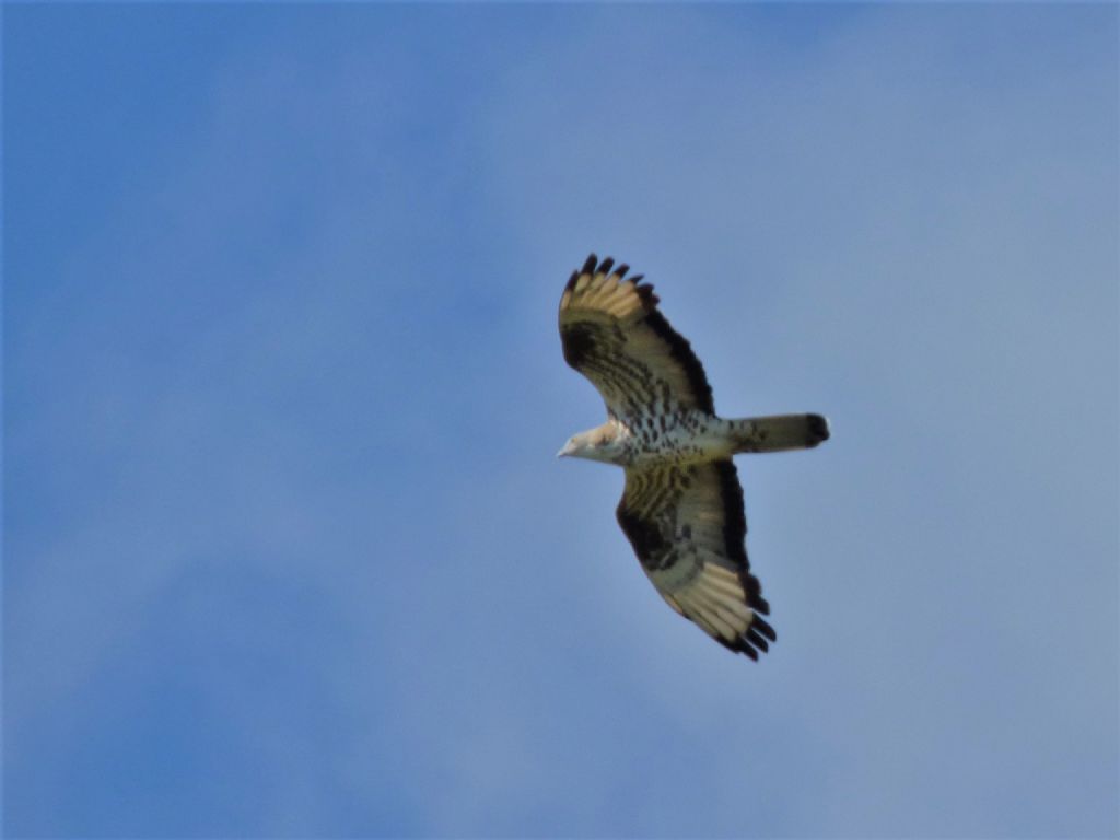 Falchi pecchiaioli (Pernis apivorus) in migrazione